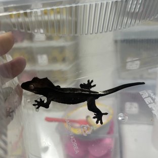 아잔틱