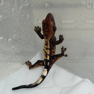 세이블 100%헷아잔틱