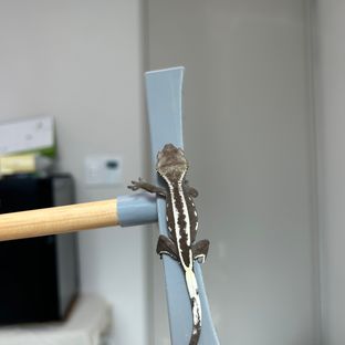아잔틱