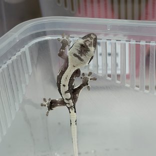 릴잔틱
