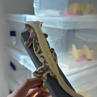 릴잔틱