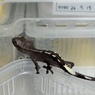 아잔틱