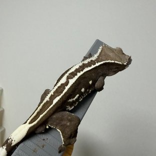 번개