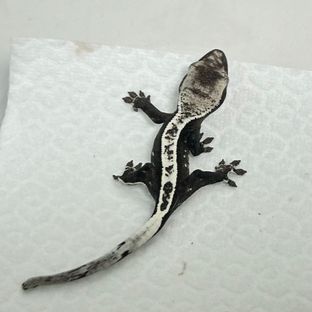 아잔틱