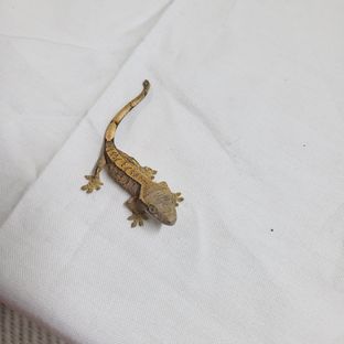 노멀