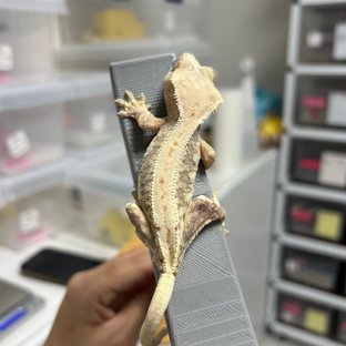 릴리100%헷아잔틱