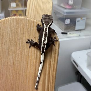 아잔틱