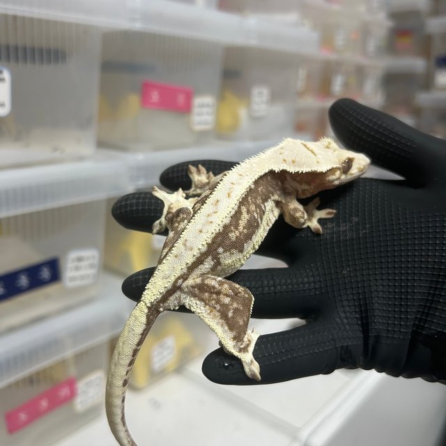 릴리100%헷아잔틱