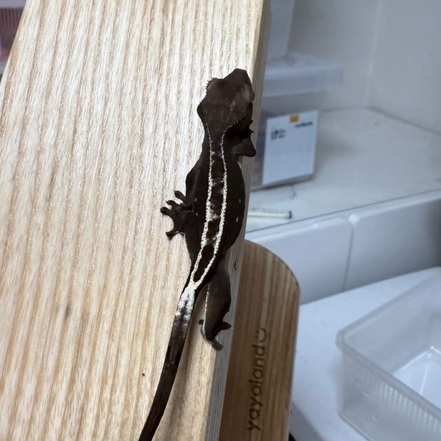 아잔틱