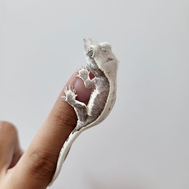 릴잔틱