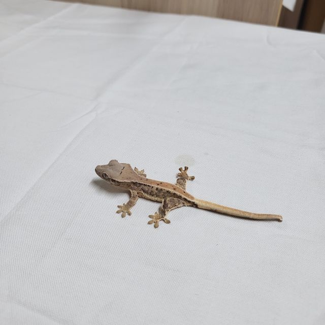 릴리화이트