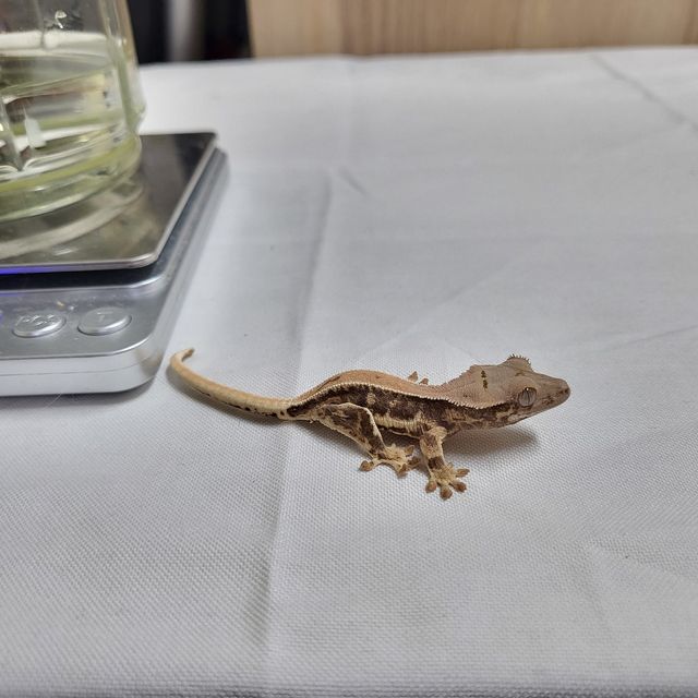 릴리화이트