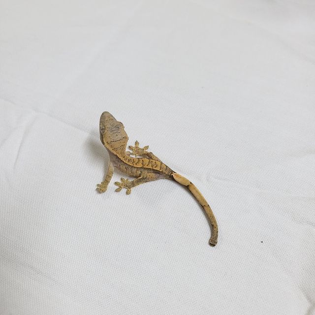노멀