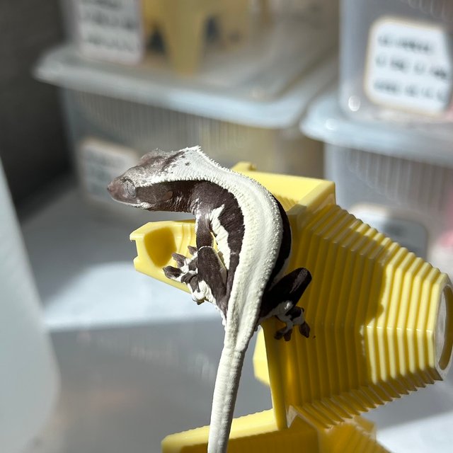 릴잔틱 솔리드백