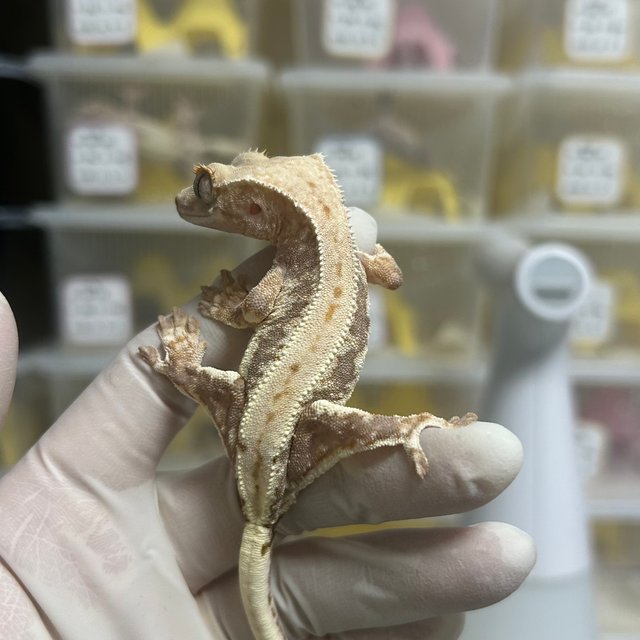 릴리100%헷아잔틱