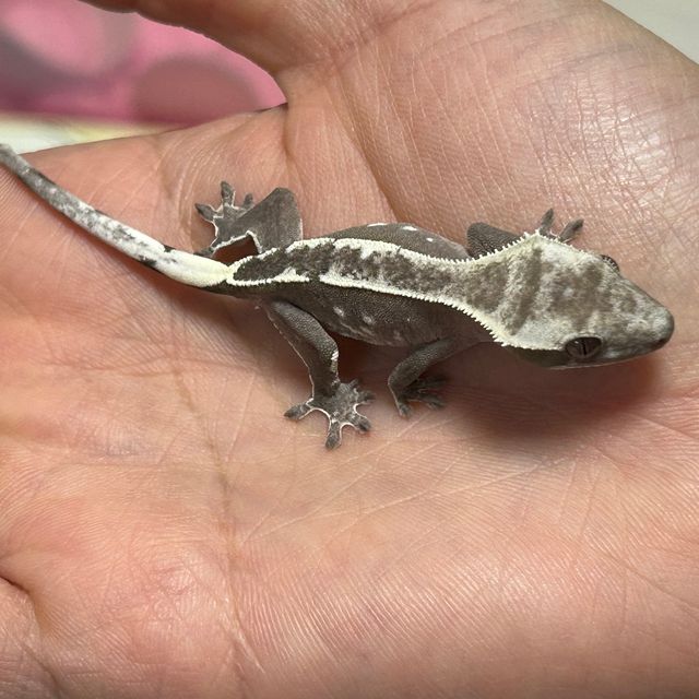 아잔틱