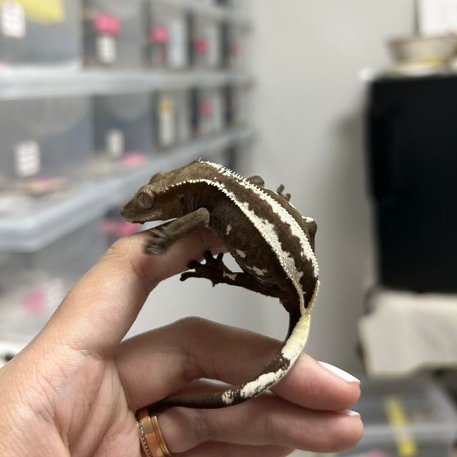 아잔틱
