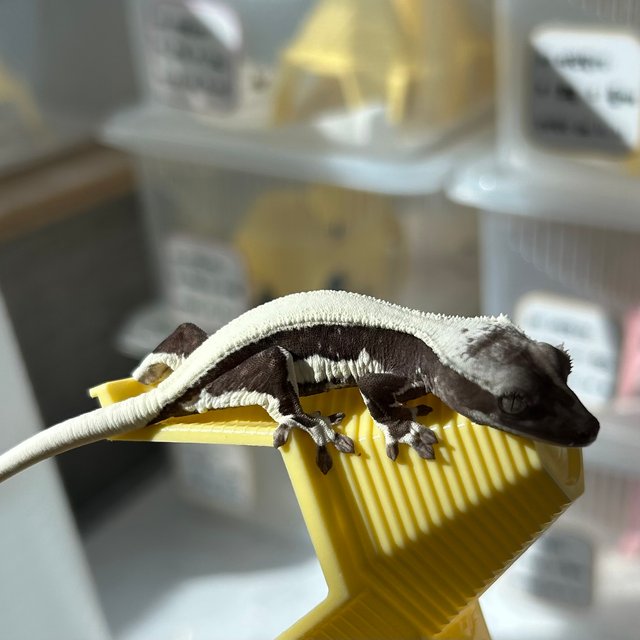 릴잔틱 솔리드백