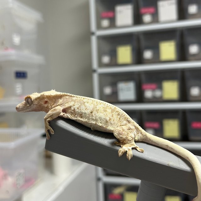 릴리100%헷아잔틱