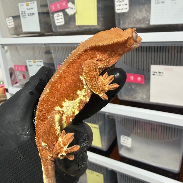 릴리화이트 팬텀 레드