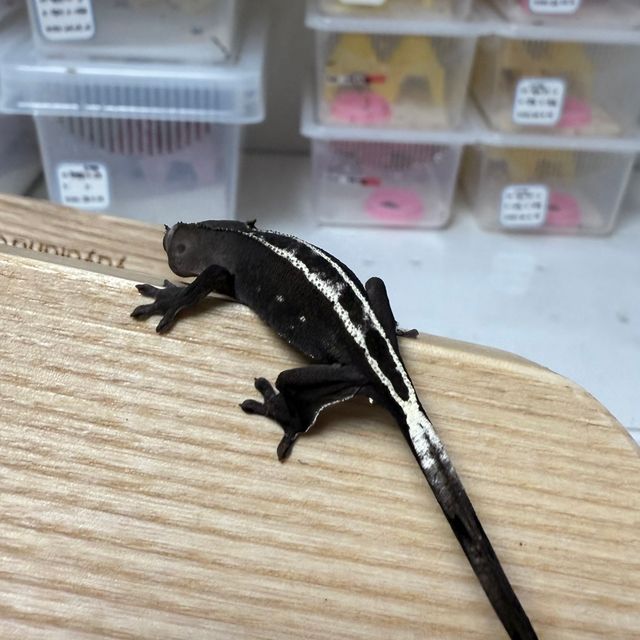아잔틱