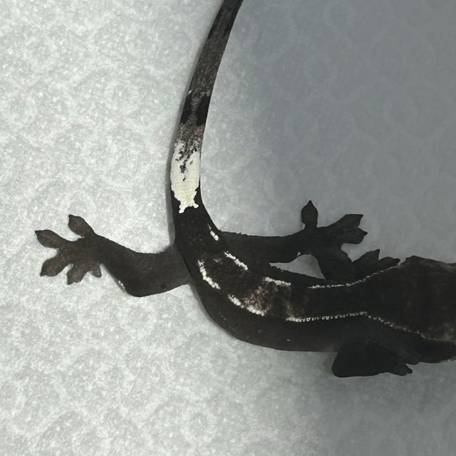 아잔틱