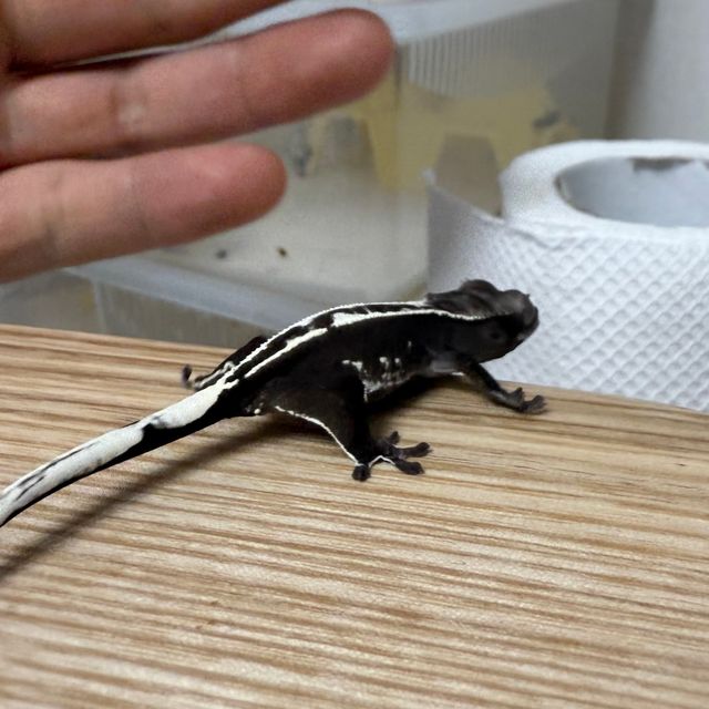아잔틱