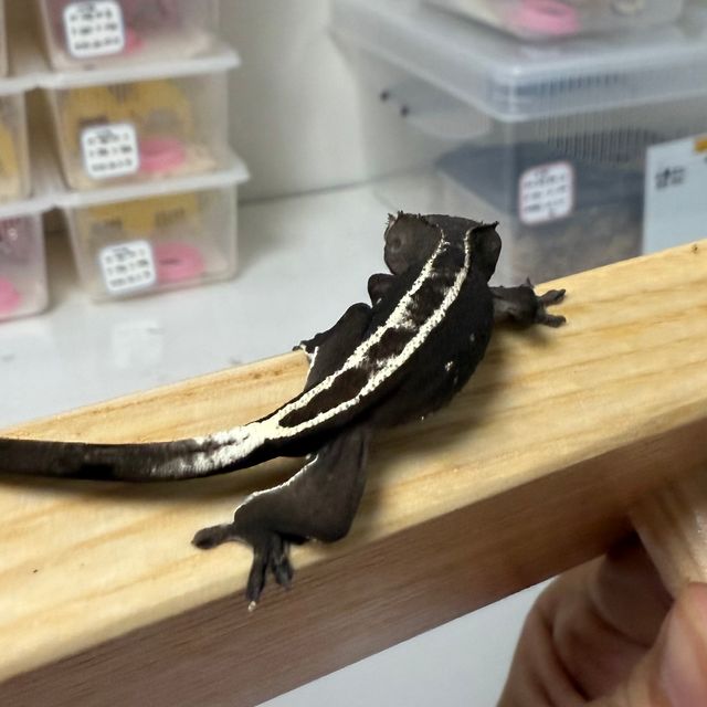 아잔틱