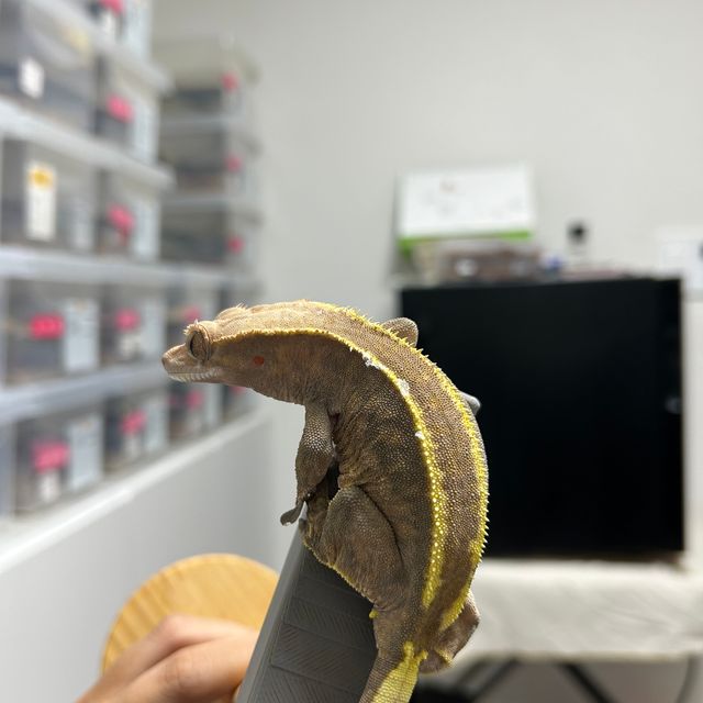 카푸치노