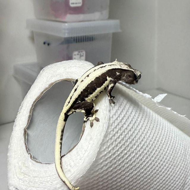 릴잔틱