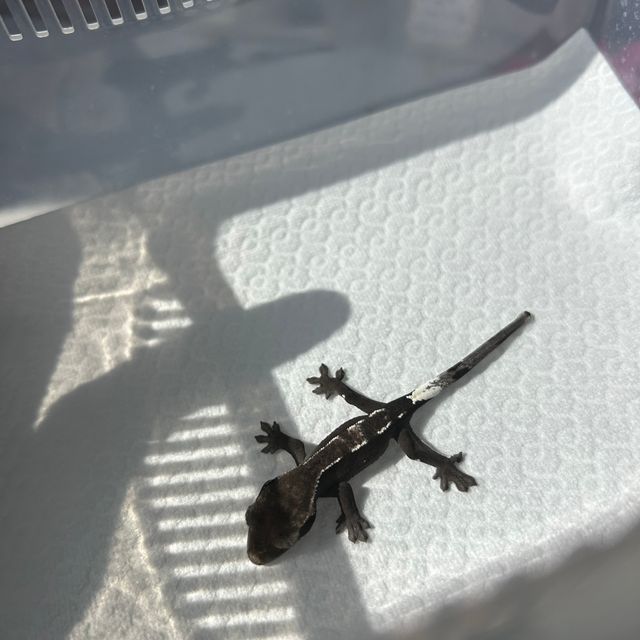 아잔틱