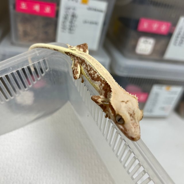 릴리100%헷아잔틱