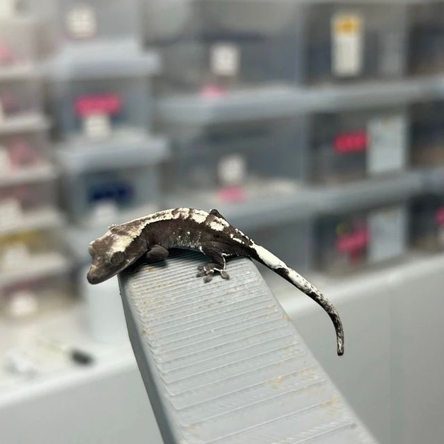 아잔틱