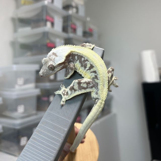 릴잔틱