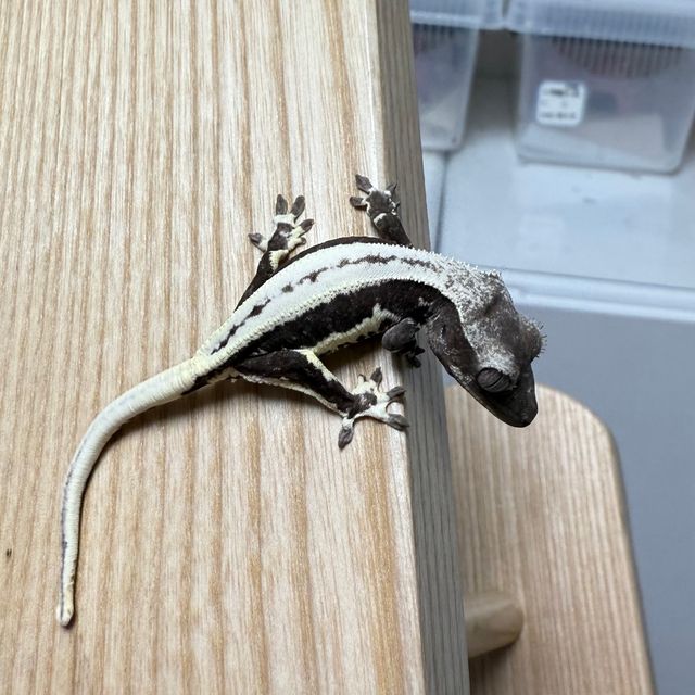 릴잔틱