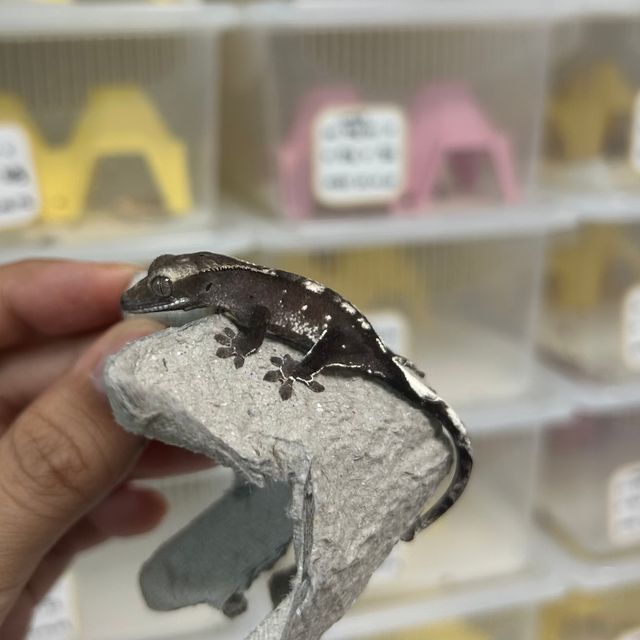 아잔틱