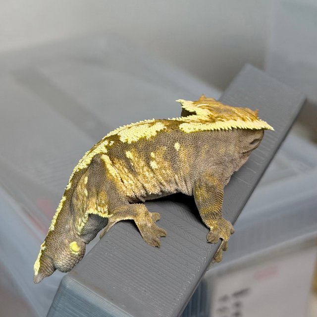 세이블 100%헷아잔틱