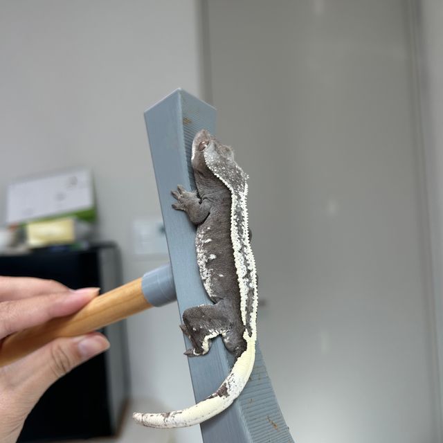 아잔틱