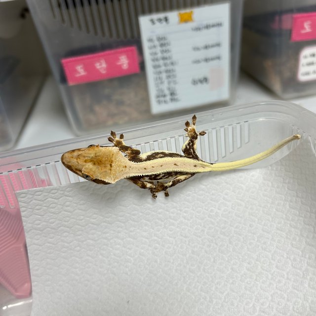 릴리100%헷아잔틱