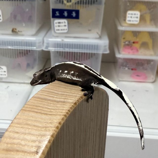 아잔틱