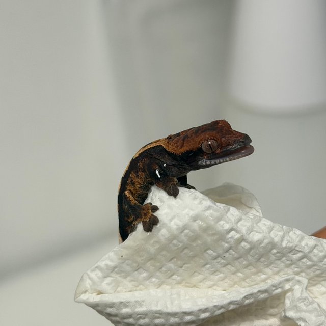 세이블 100%헷아잔틱