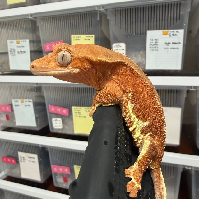 릴리화이트 팬텀 레드