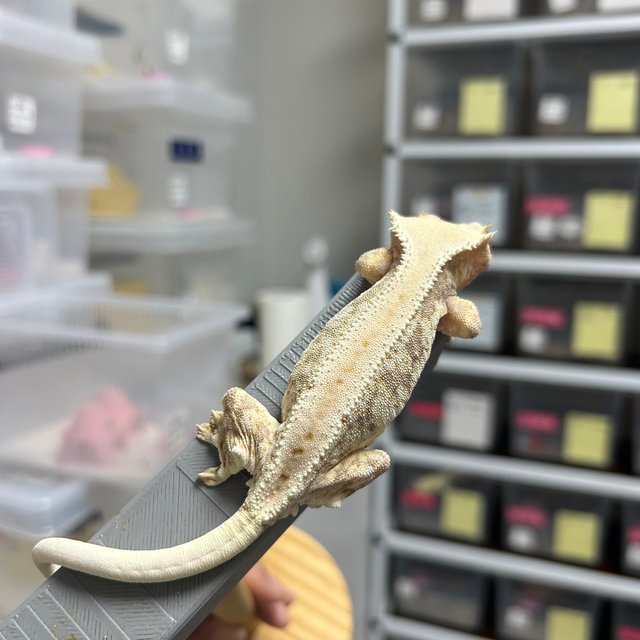 릴리100%헷아잔틱