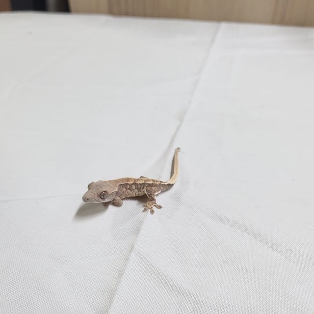 릴리화이트