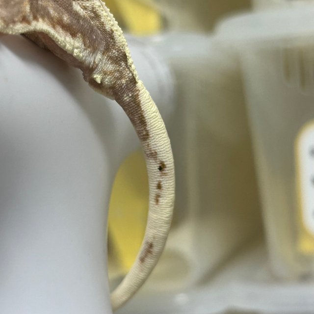 릴리100%헷아잔틱