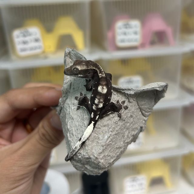 아잔틱