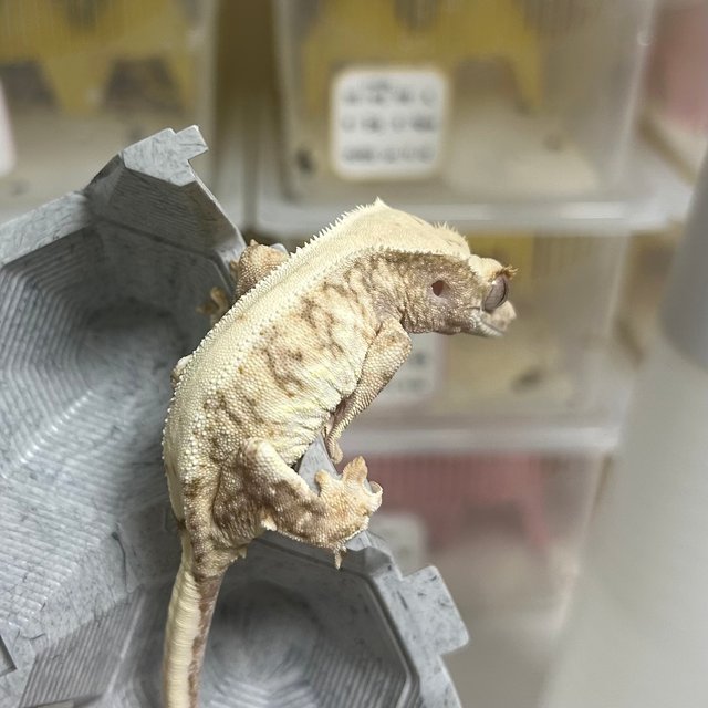 릴리100%헷아잔틱