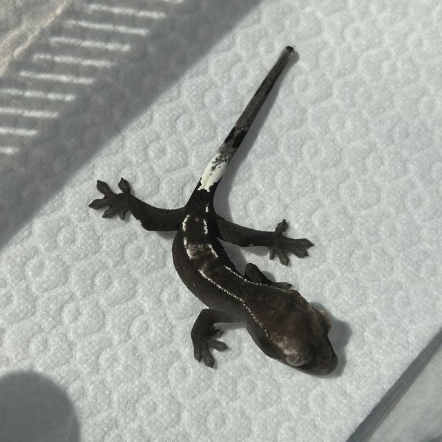 아잔틱
