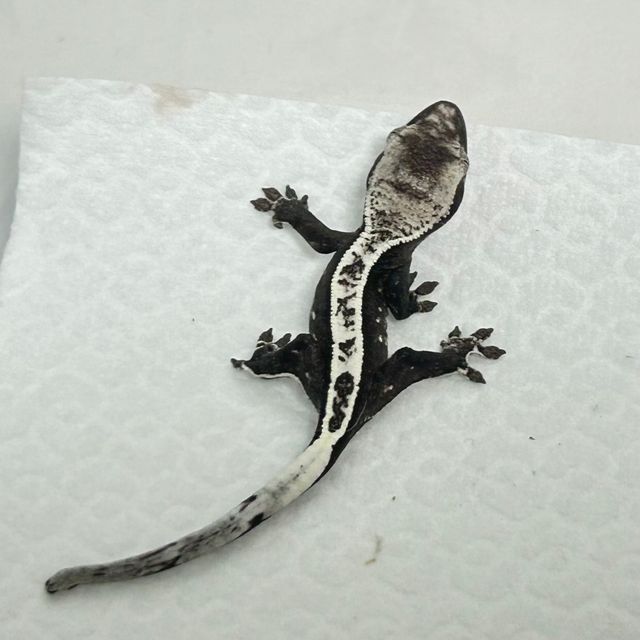 아잔틱