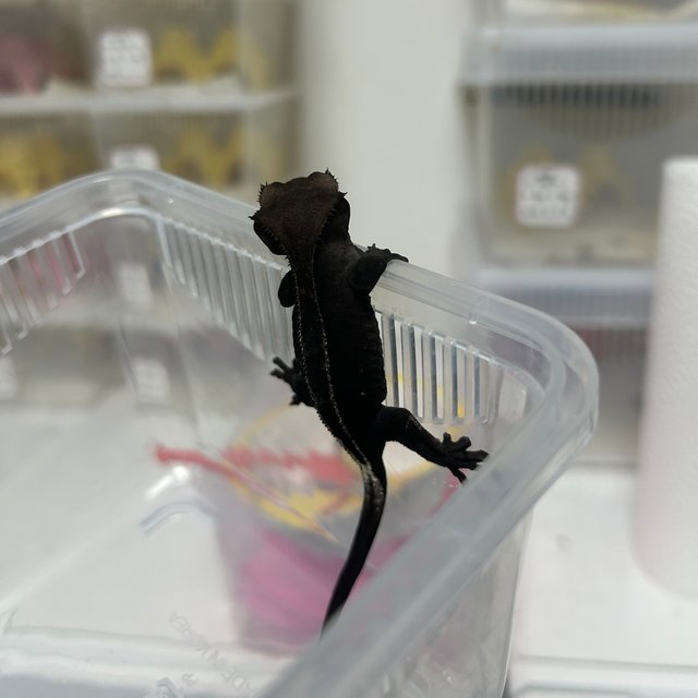 아잔틱